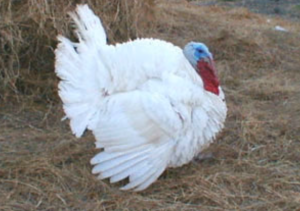 "Broad-breasted White" tom turkey. Photo provided by Lyn Magedson.